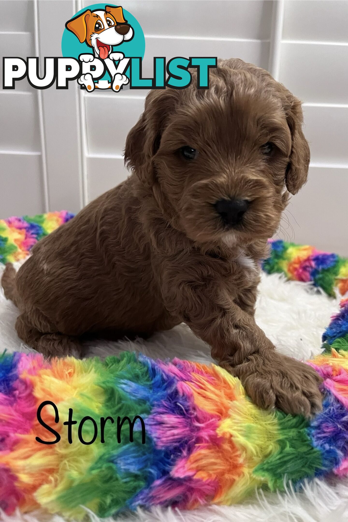 5 Beautiful Cavoodle F1b Puppies