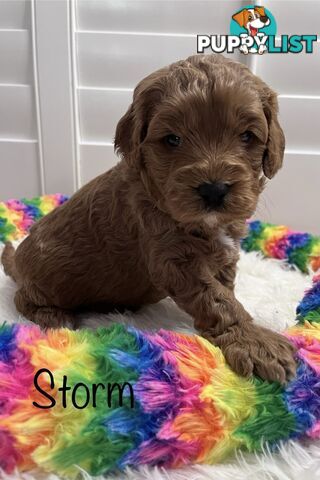 5 Beautiful Cavoodle F1b Puppies