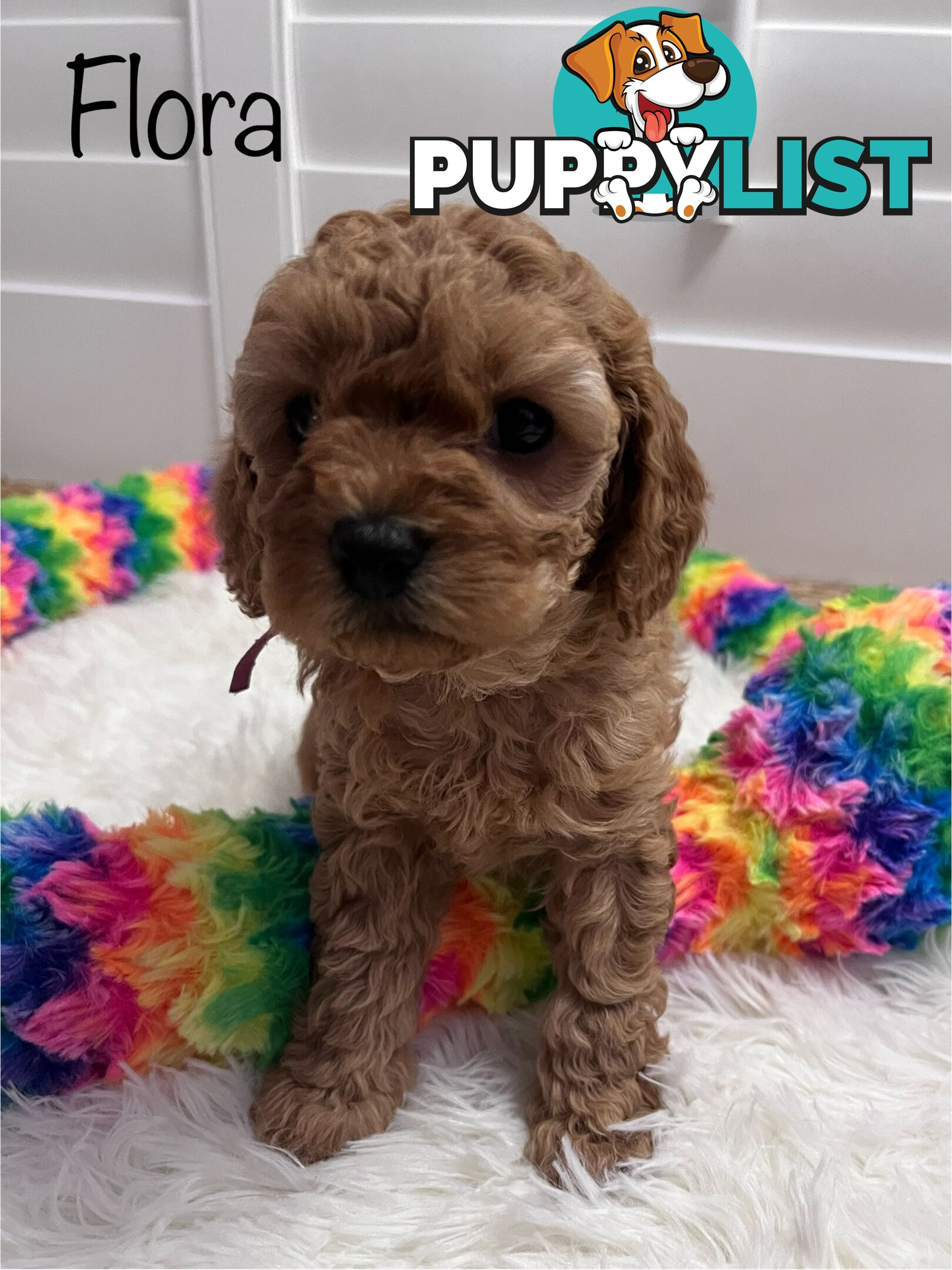 5 Beautiful Cavoodle F1b Puppies