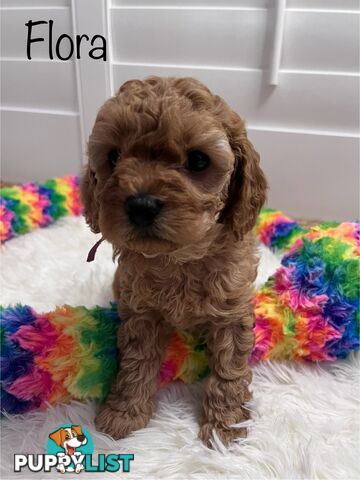 5 Beautiful Cavoodle F1b Puppies
