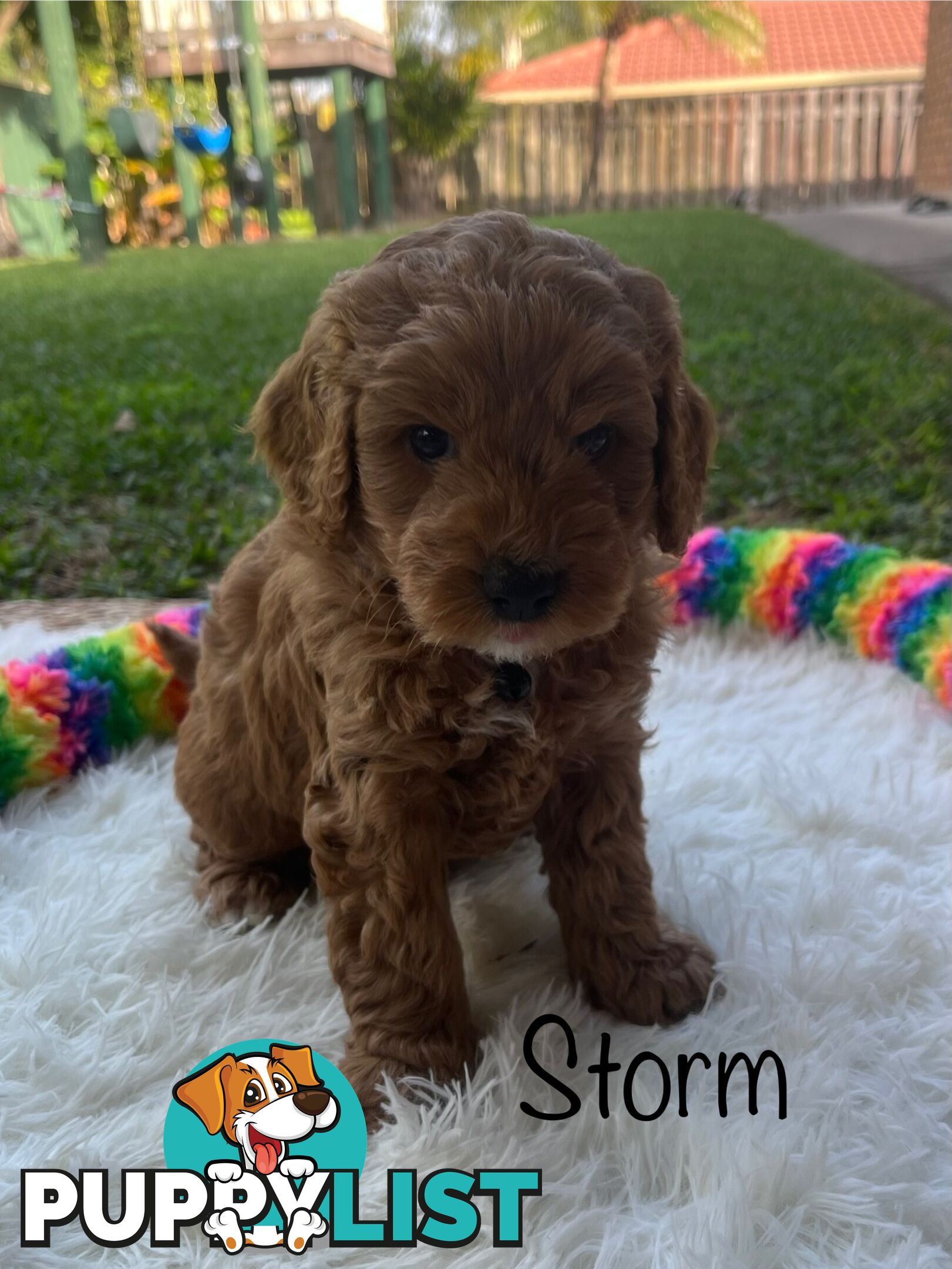 5 Beautiful Cavoodle F1b Puppies