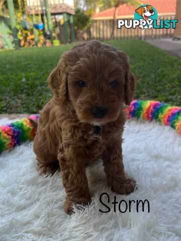 5 Beautiful Cavoodle F1b Puppies