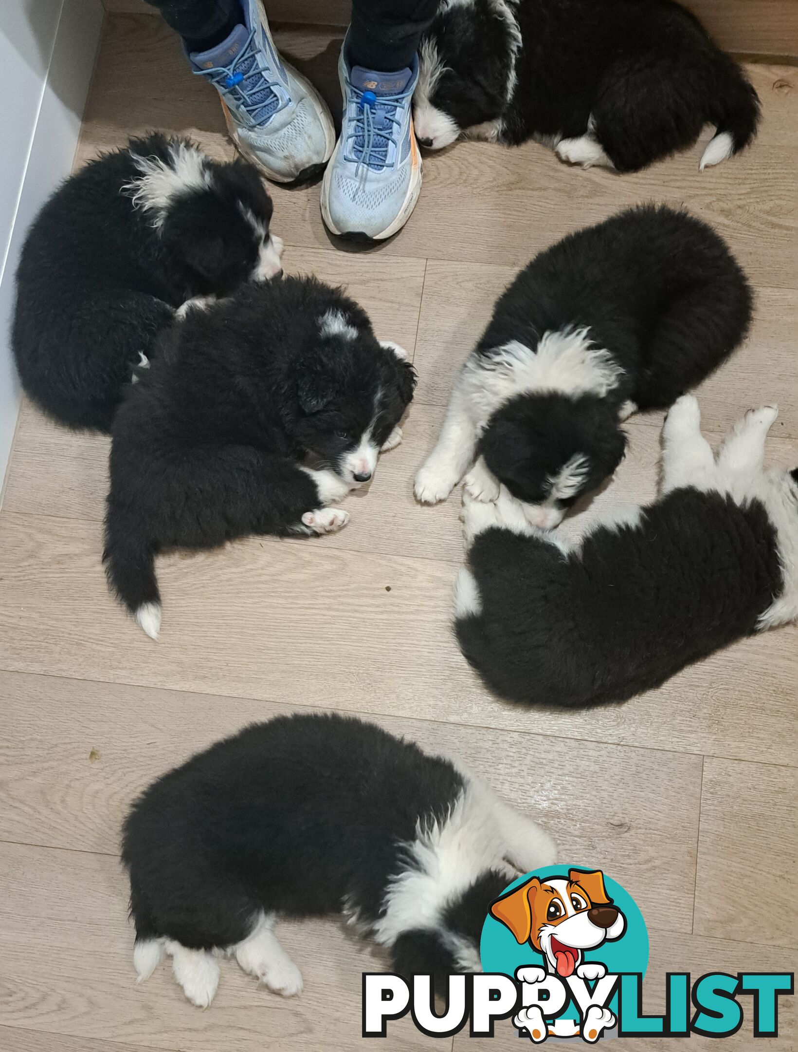 Stormnin Border Collies