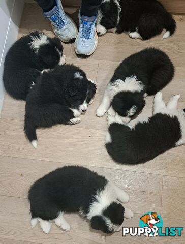 Stormnin Border Collies