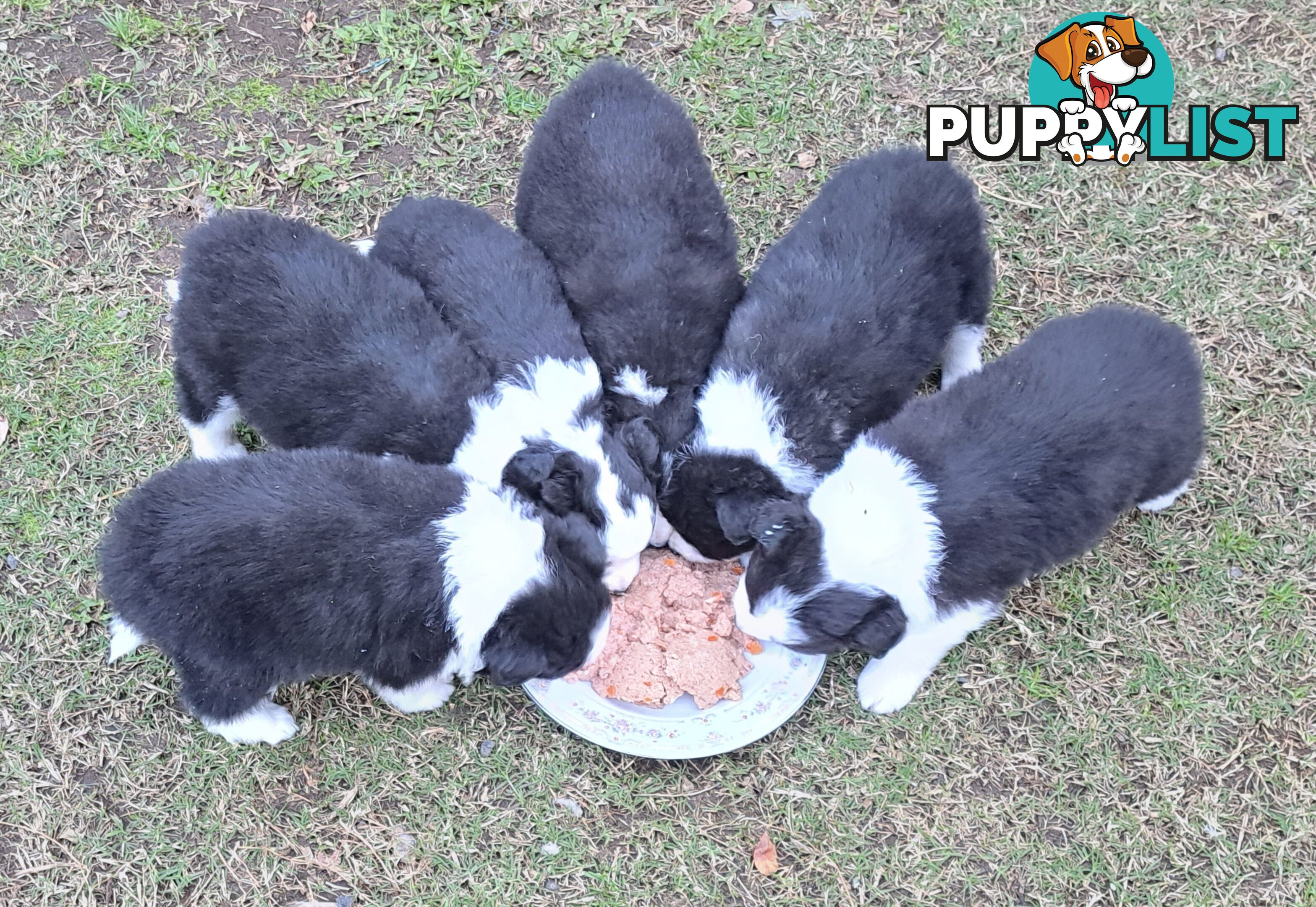 Stormnin Border Collies