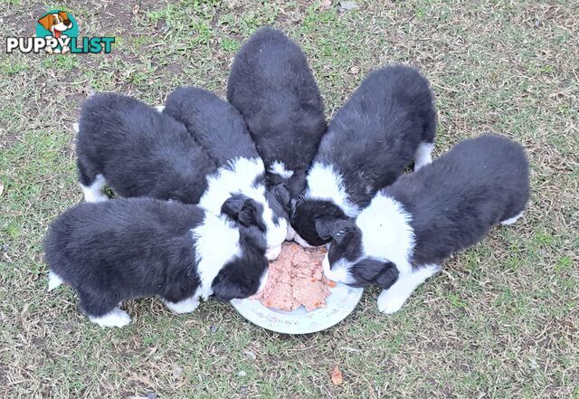 Stormnin Border Collies
