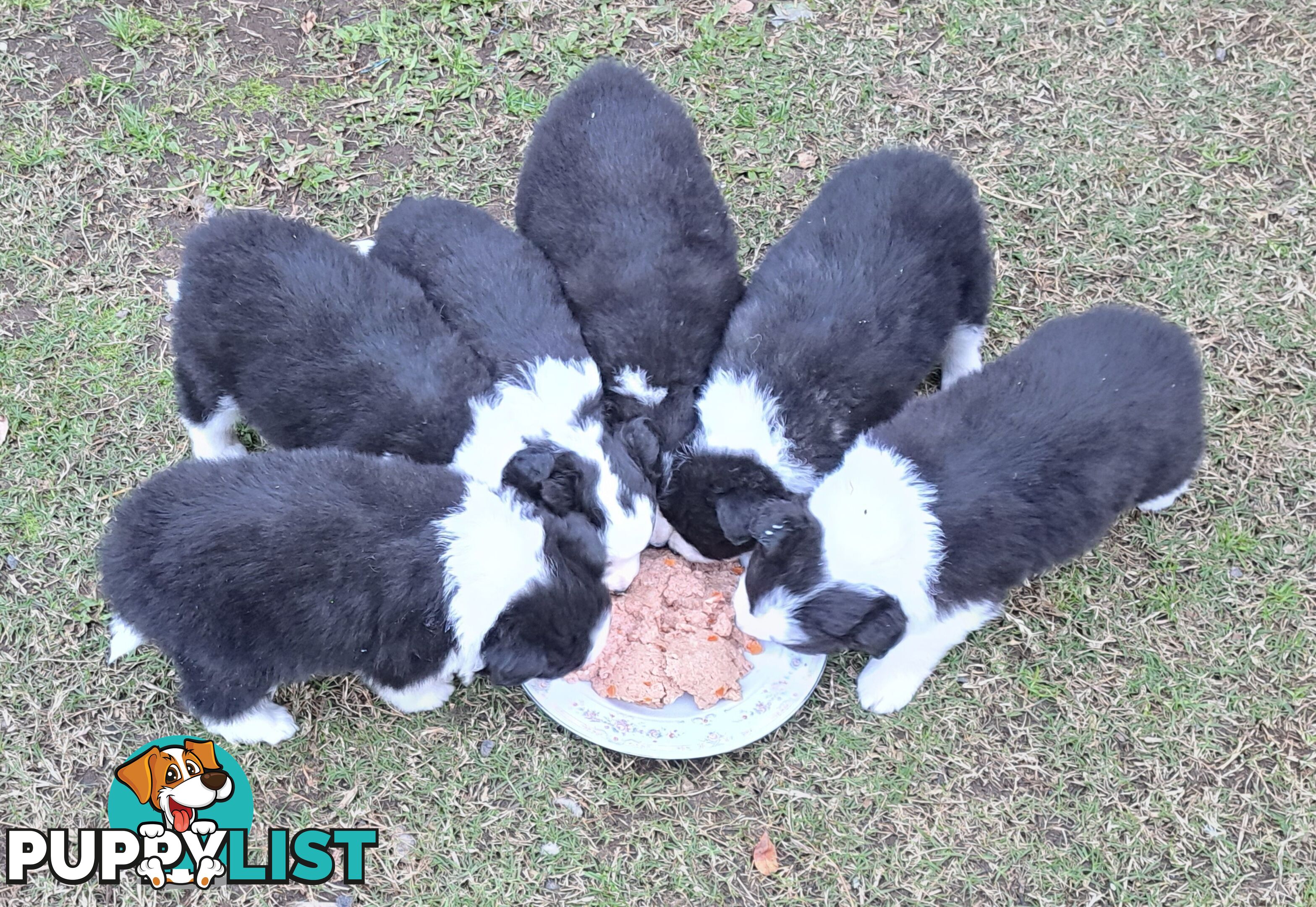 Stormnin Border Collies