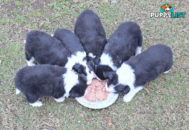 Stormnin Border Collies