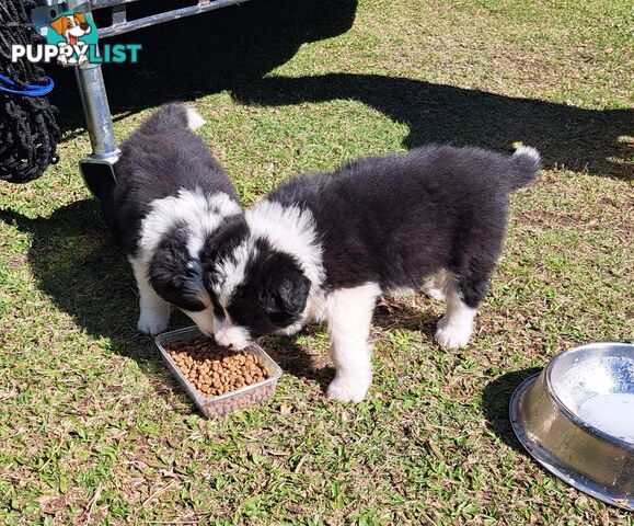 Stormnin Border Collies