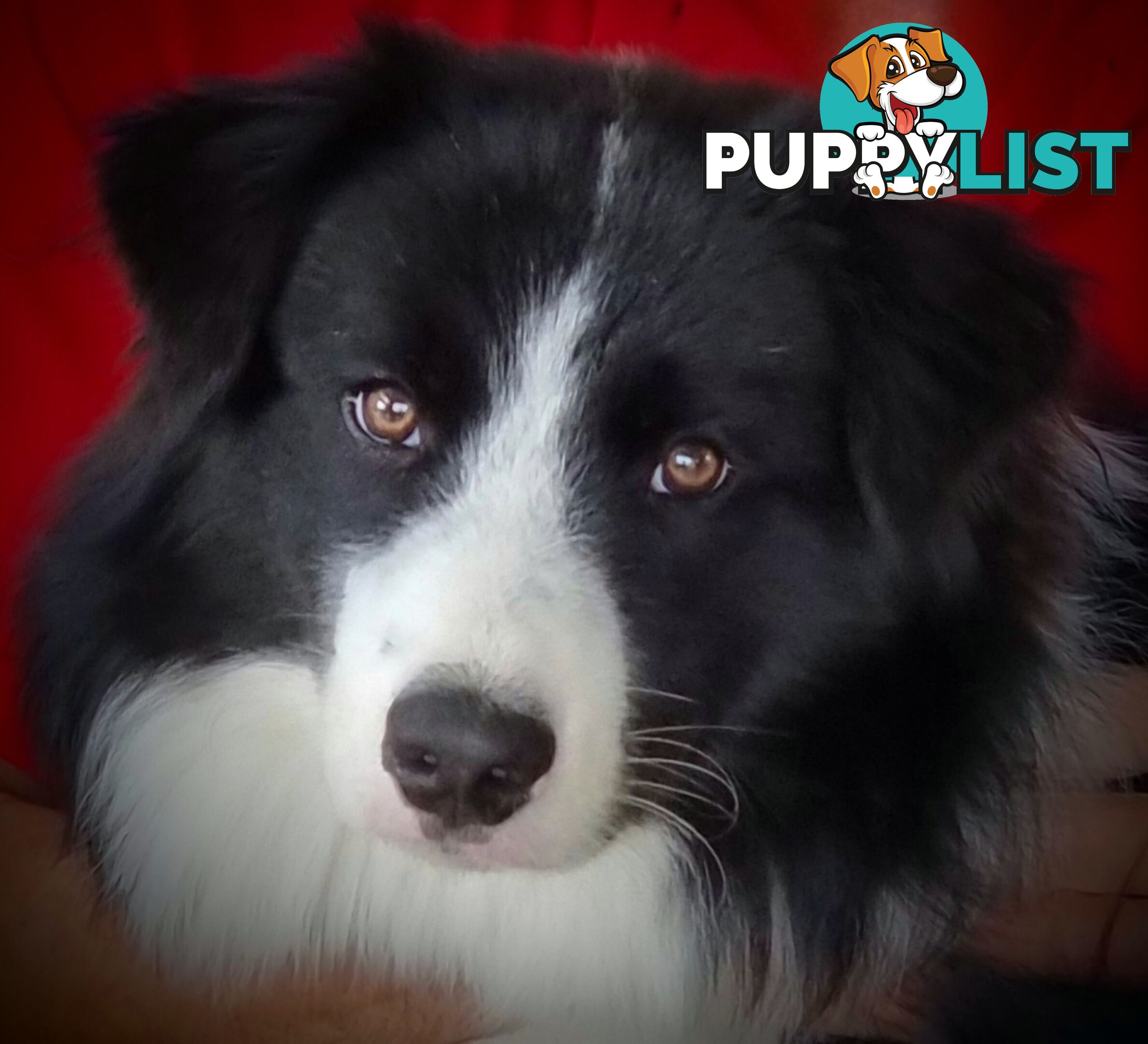 Stormnin Border Collies