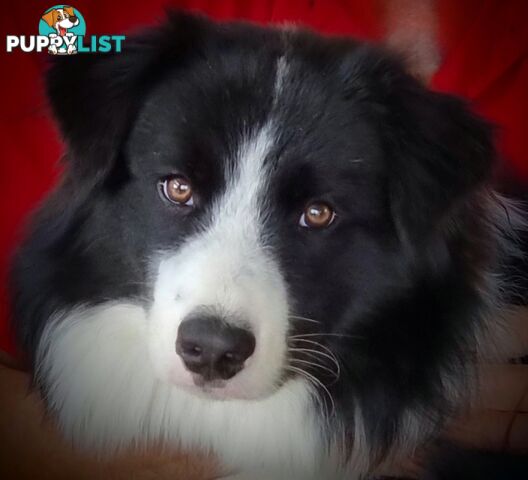 Stormnin Border Collies