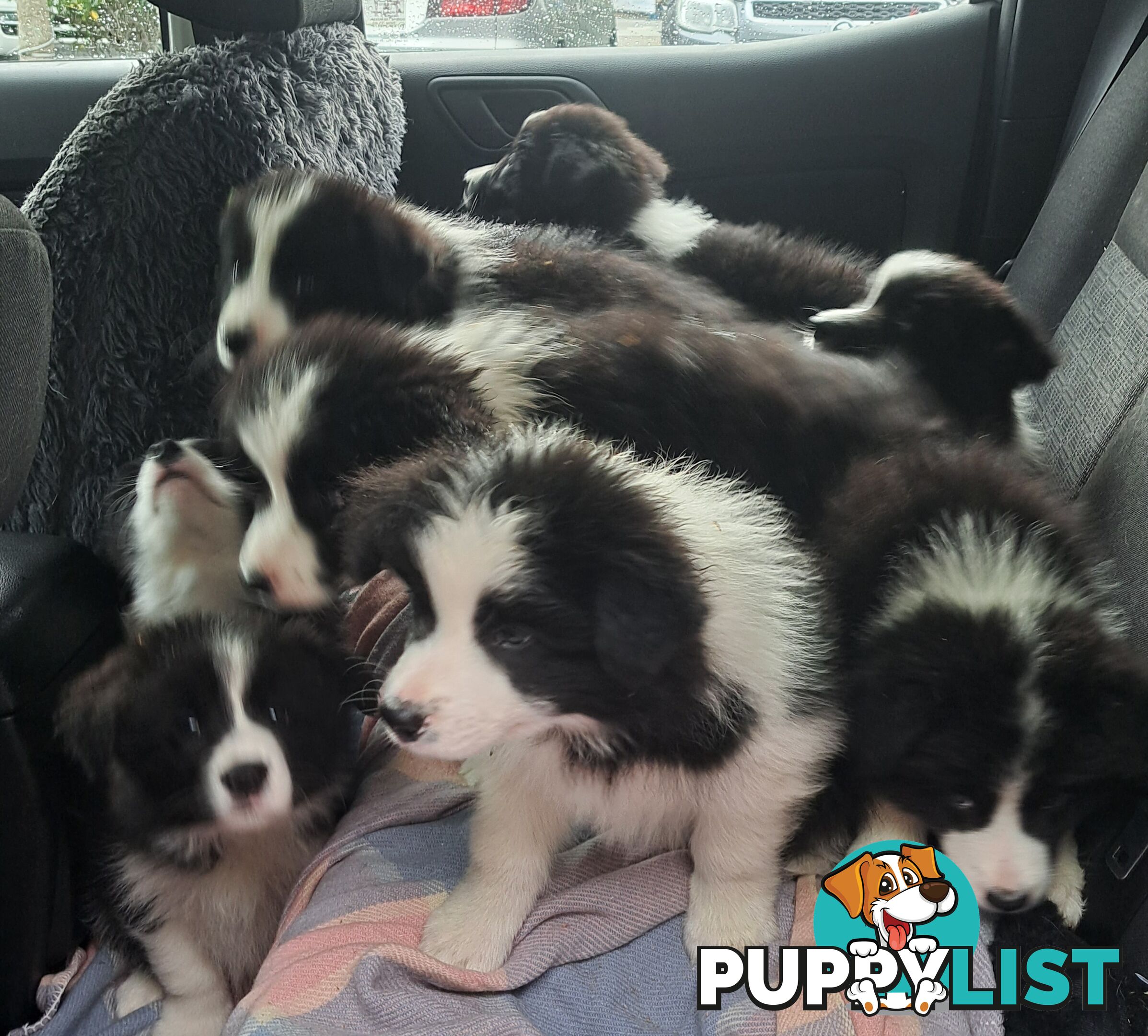 Storminin Border Collies  Breeder Reg No 4100032416