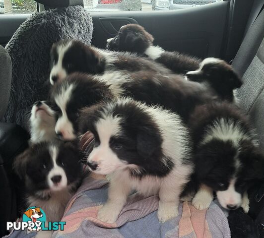 Storminin Border Collies  Breeder Reg No 4100032416