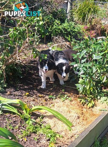 Storminin Border Collies  Breeder Reg No 4100032416