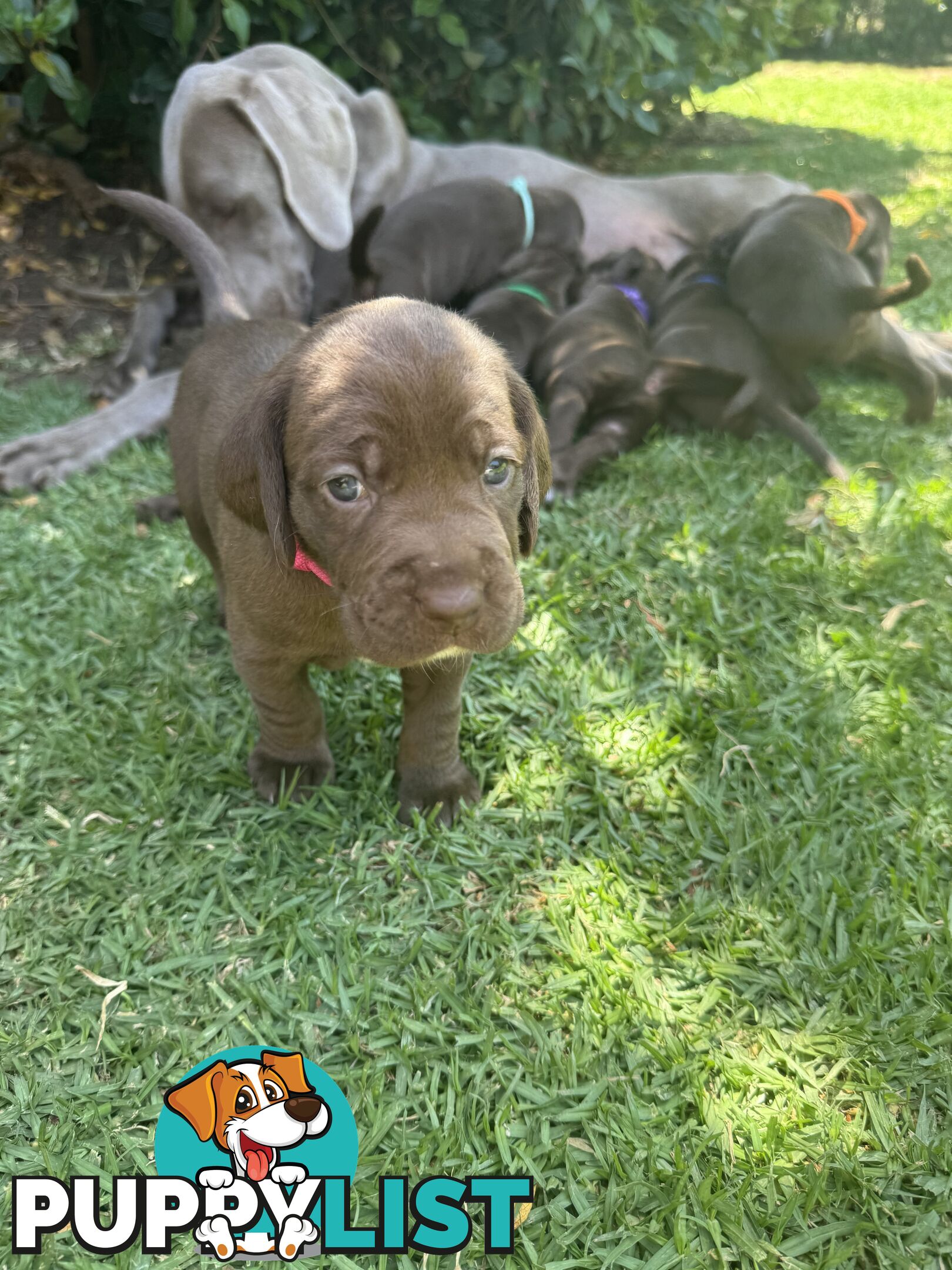 Expression of Interest - Springaraner puppies