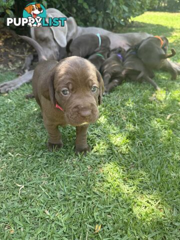 Expression of Interest - Springaraner puppies