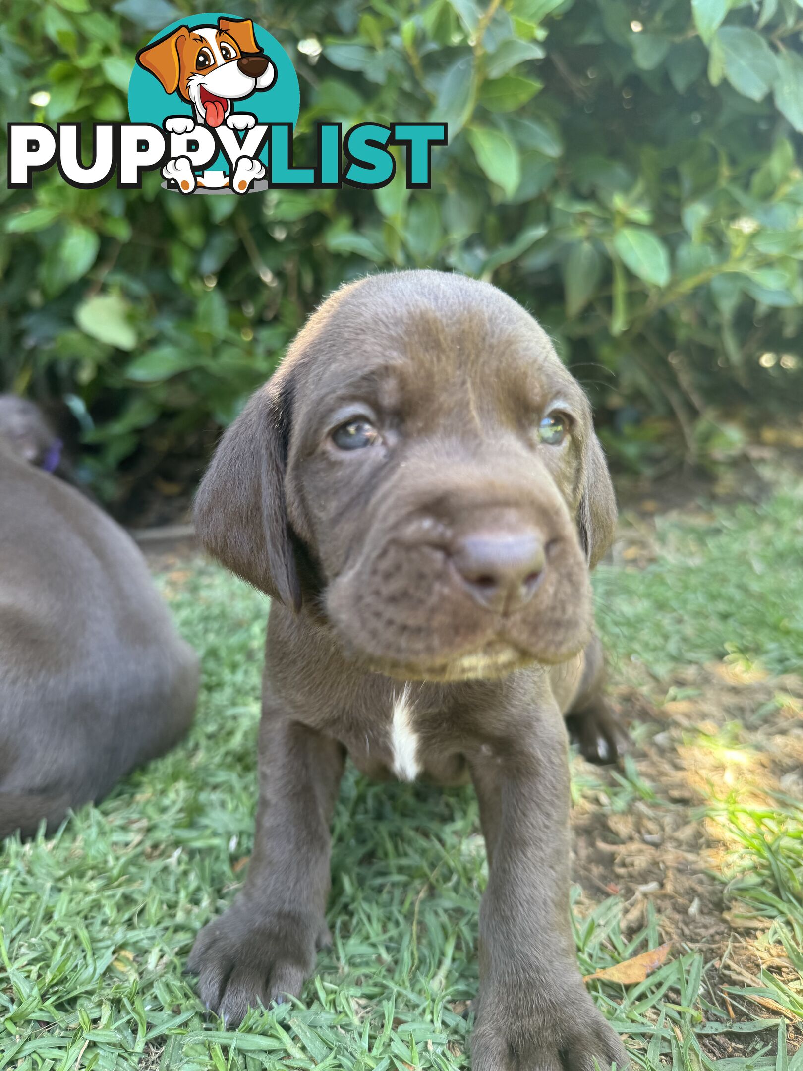 Expression of Interest - Springaraner puppies