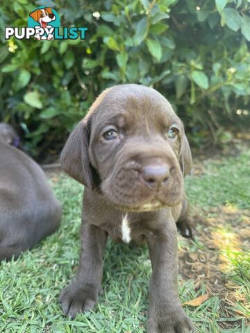 Expression of Interest - Springaraner puppies