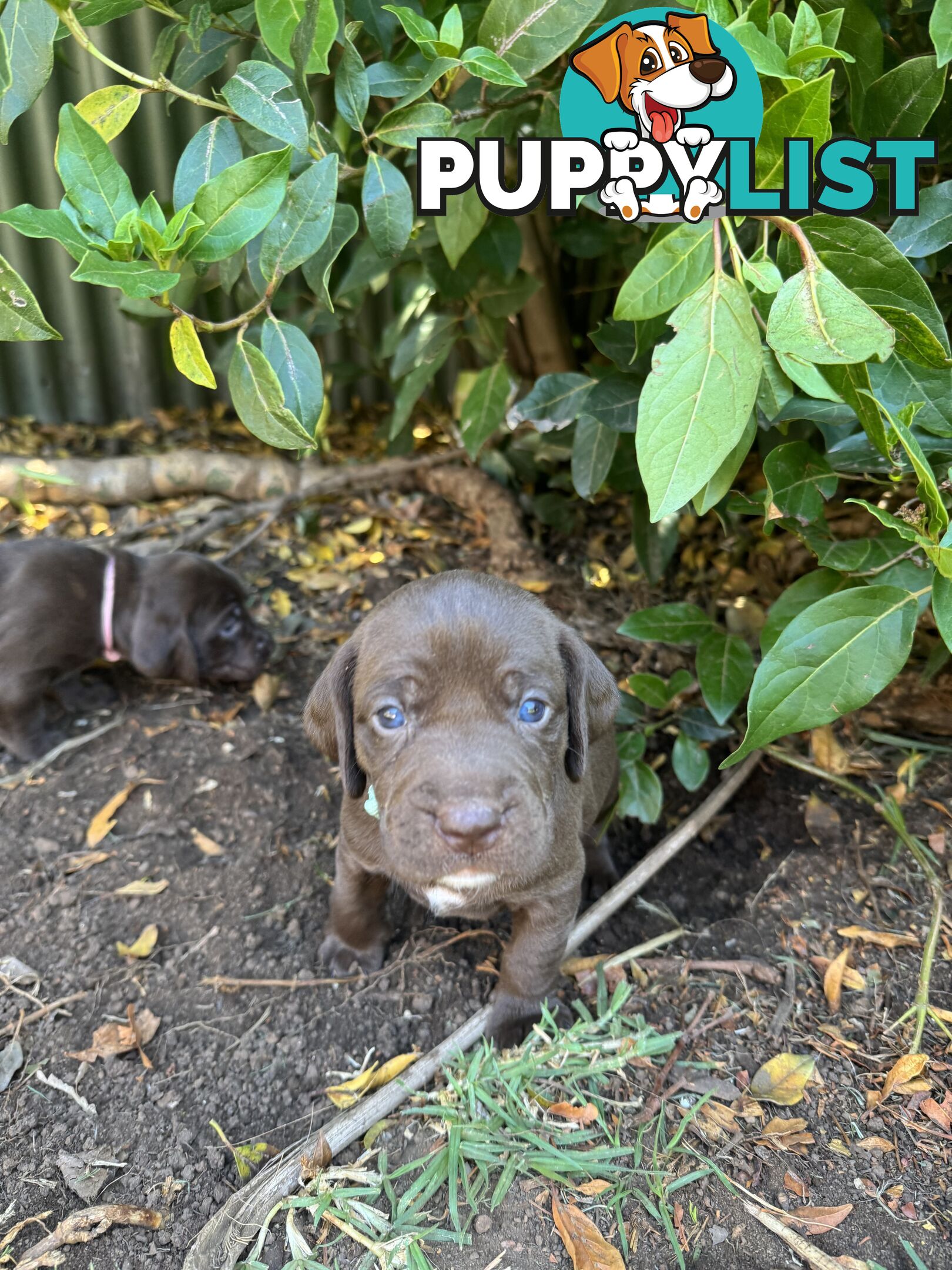 Expression of Interest - Springaraner puppies