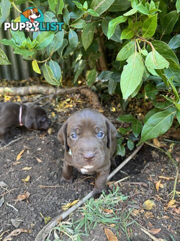 Expression of Interest - Springaraner puppies