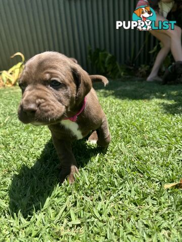 Expression of Interest - Springaraner puppies