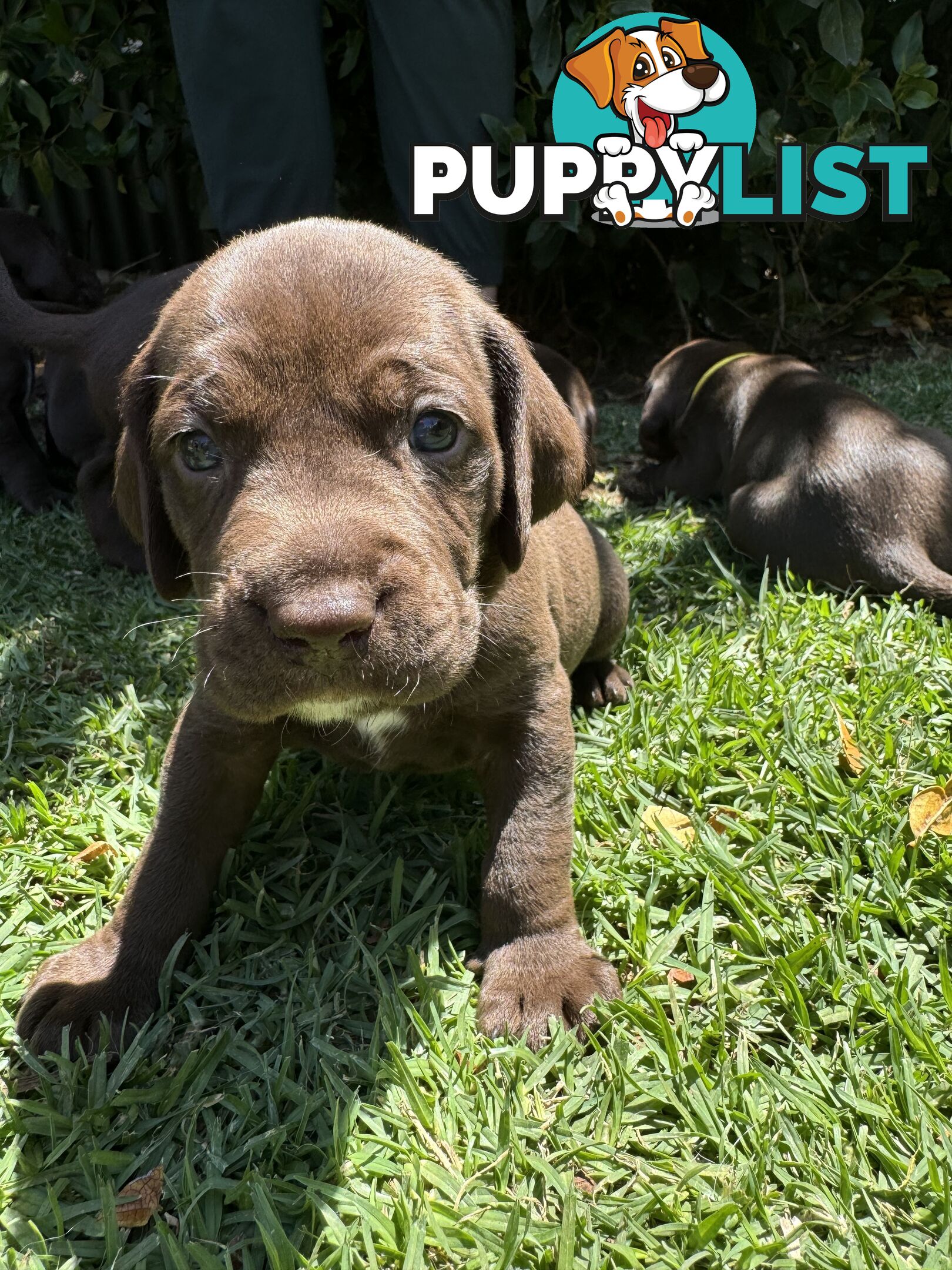 Expression of Interest - Springaraner puppies