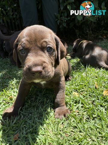 Expression of Interest - Springaraner puppies