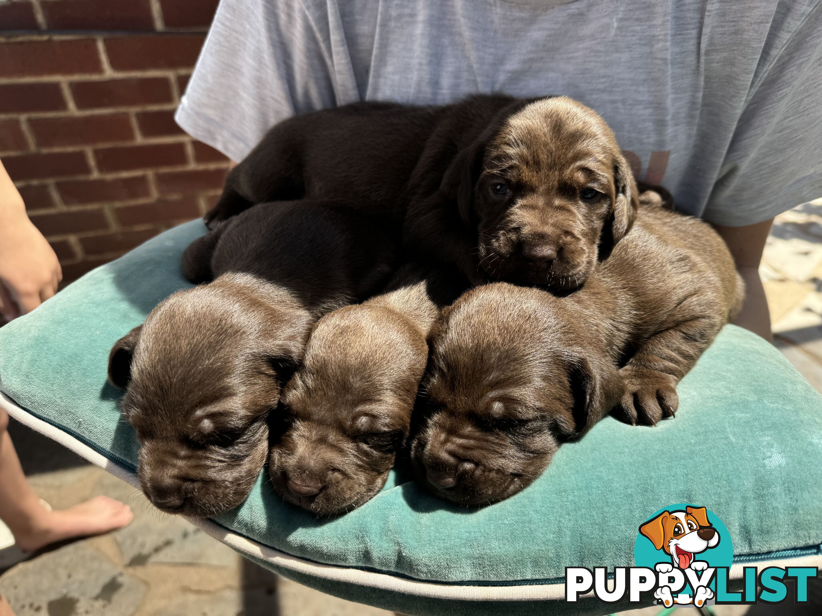 Expression of Interest - Springaraner puppies