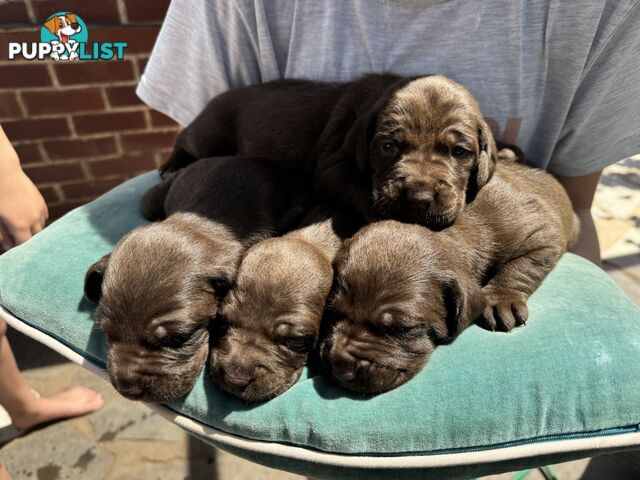 Expression of Interest - Springaraner puppies