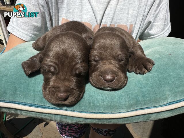 Expression of Interest - Springaraner puppies