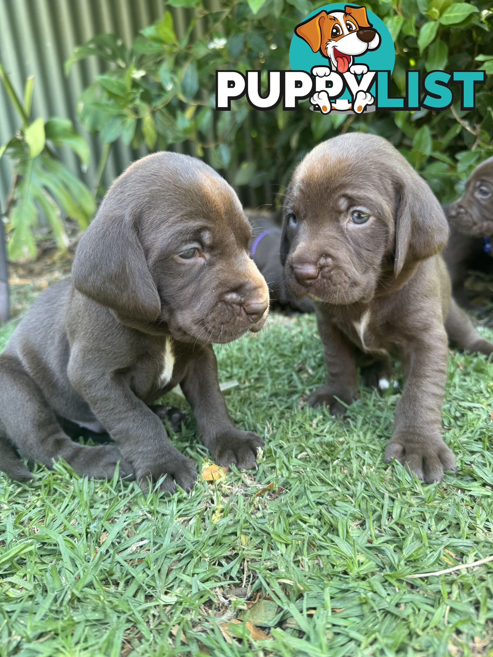 Expression of Interest - Springaraner puppies