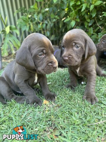 Expression of Interest - Springaraner puppies