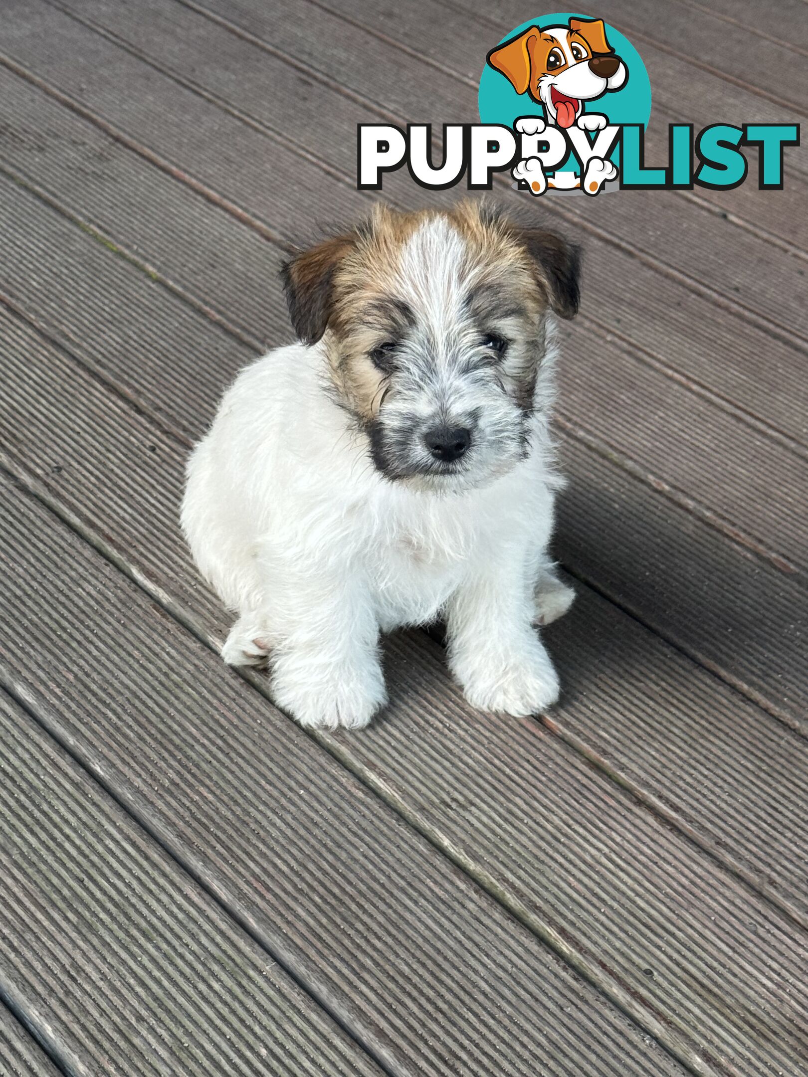 Jack Russell Purebred Pups