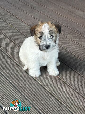 Jack Russell Purebred Pups