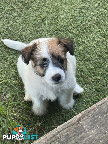 Jack Russell Purebred Pups