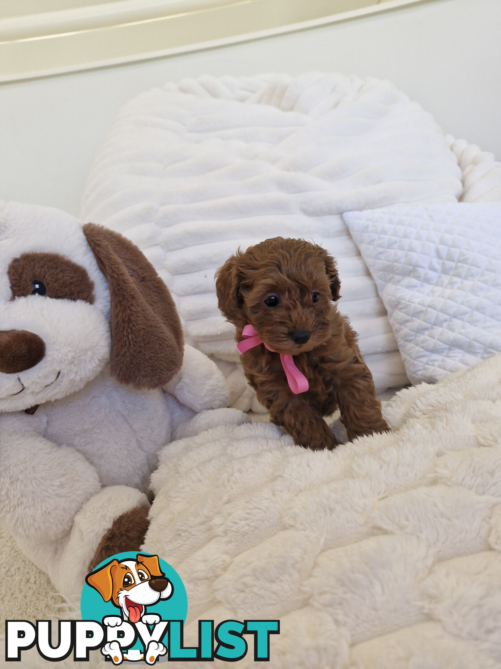 Ruby Red Cavoodle Puppies