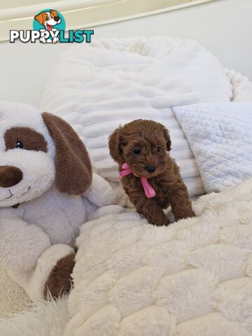 Ruby Red Cavoodle Puppies