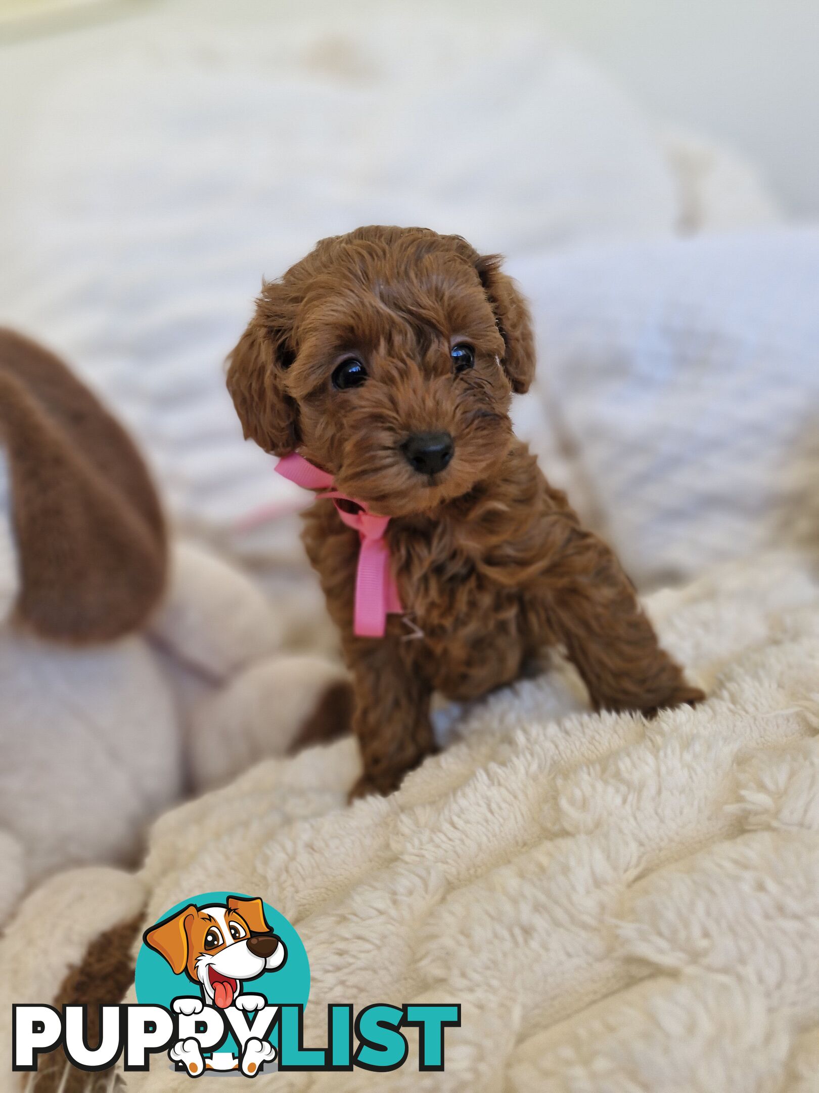 Ruby Red Cavoodle Puppies