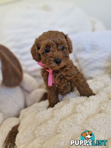 Ruby Red Cavoodle Puppies