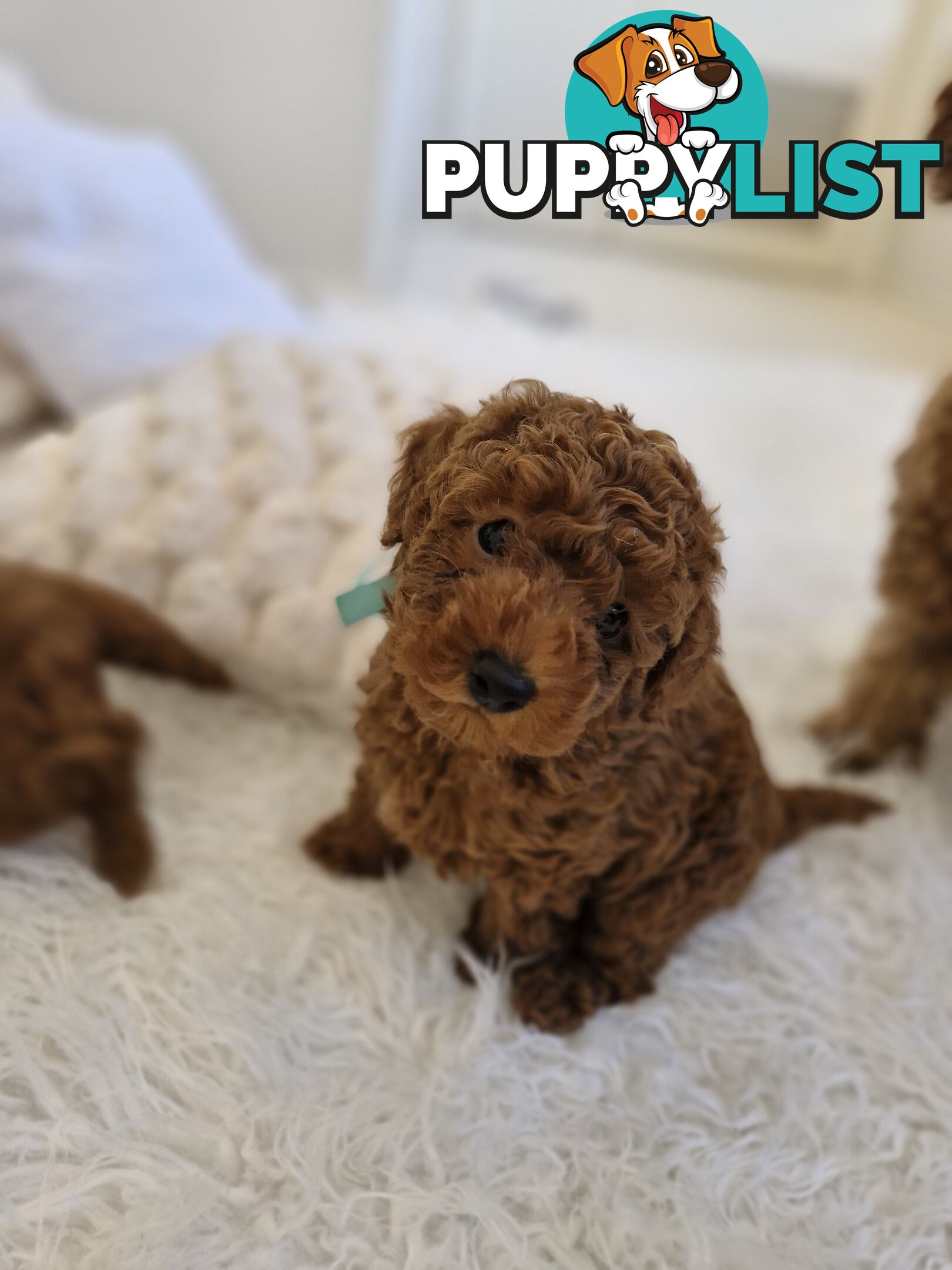 Ruby Red Cavoodle Puppies