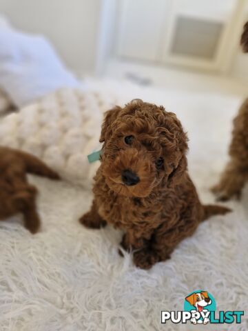 Ruby Red Cavoodle Puppies