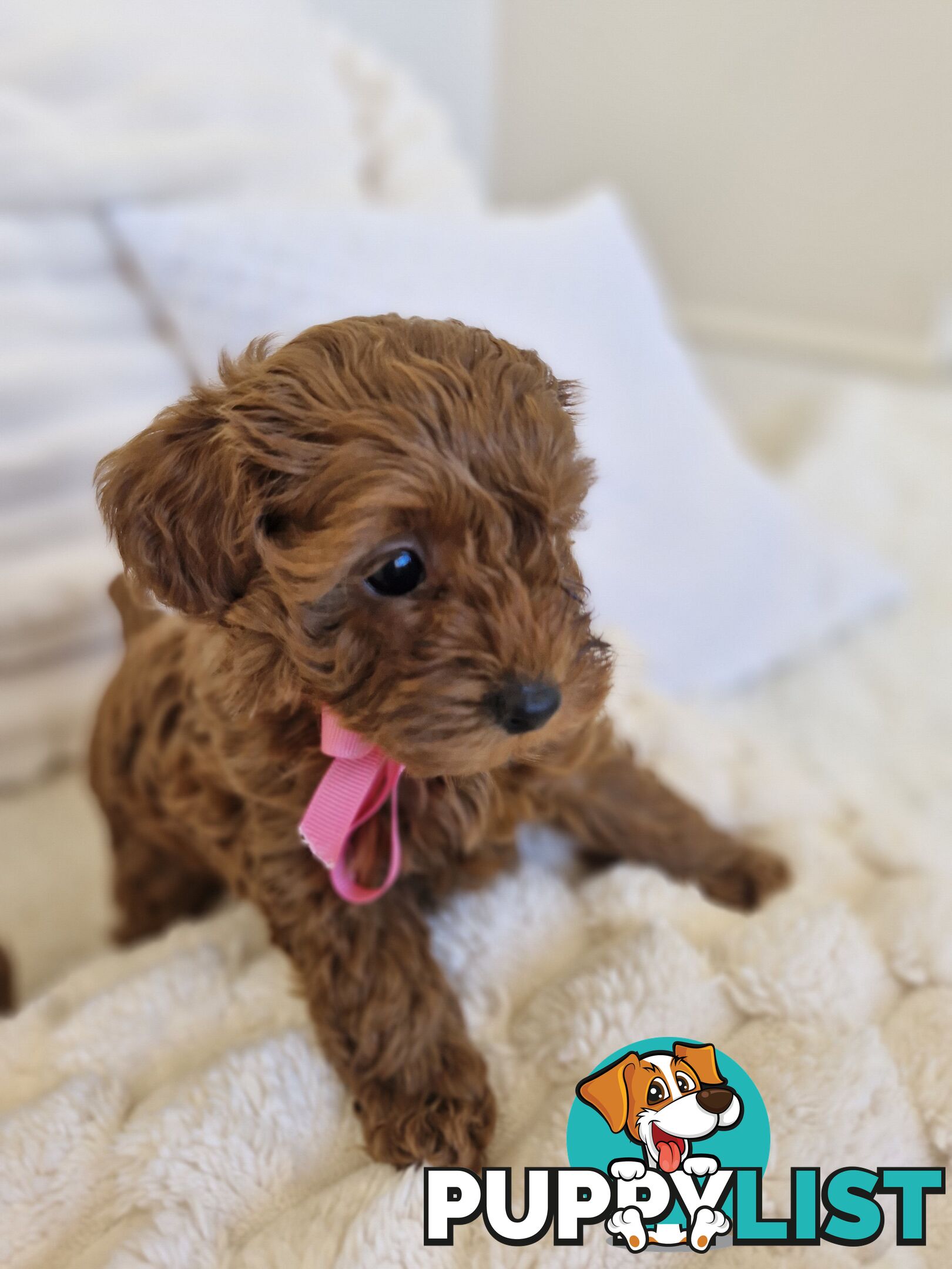 Ruby Red Cavoodle Puppies