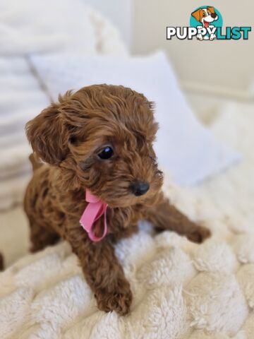 Ruby Red Cavoodle Puppies