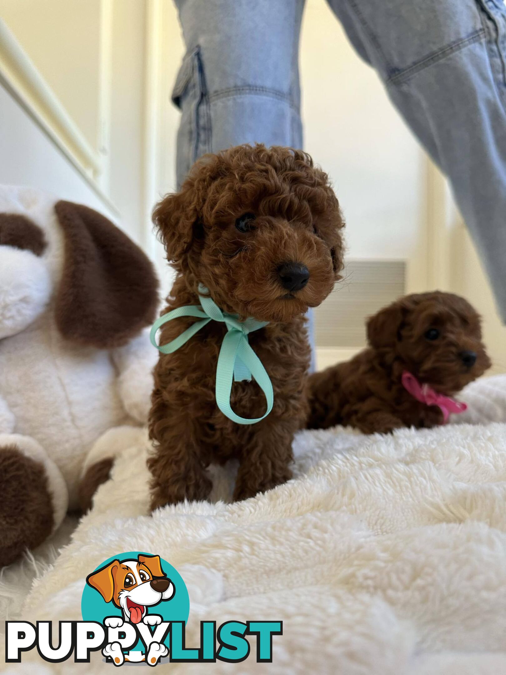 Ruby Red Cavoodle Puppies