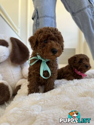 Ruby Red Cavoodle Puppies