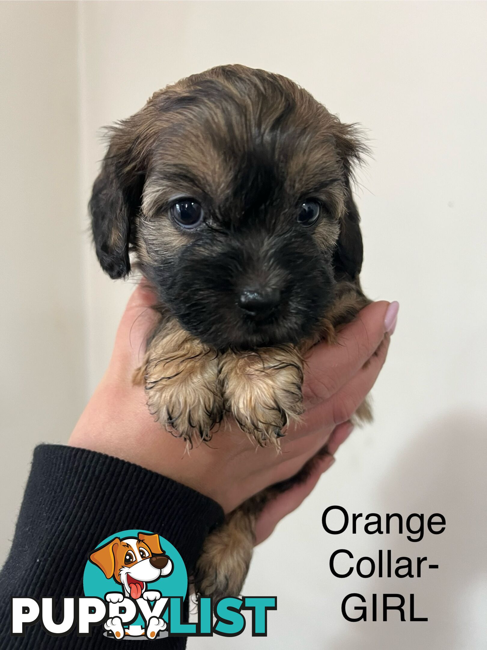 Cavoodle Cross Maltese Pups