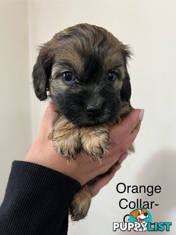 Cavoodle Cross Maltese Pups