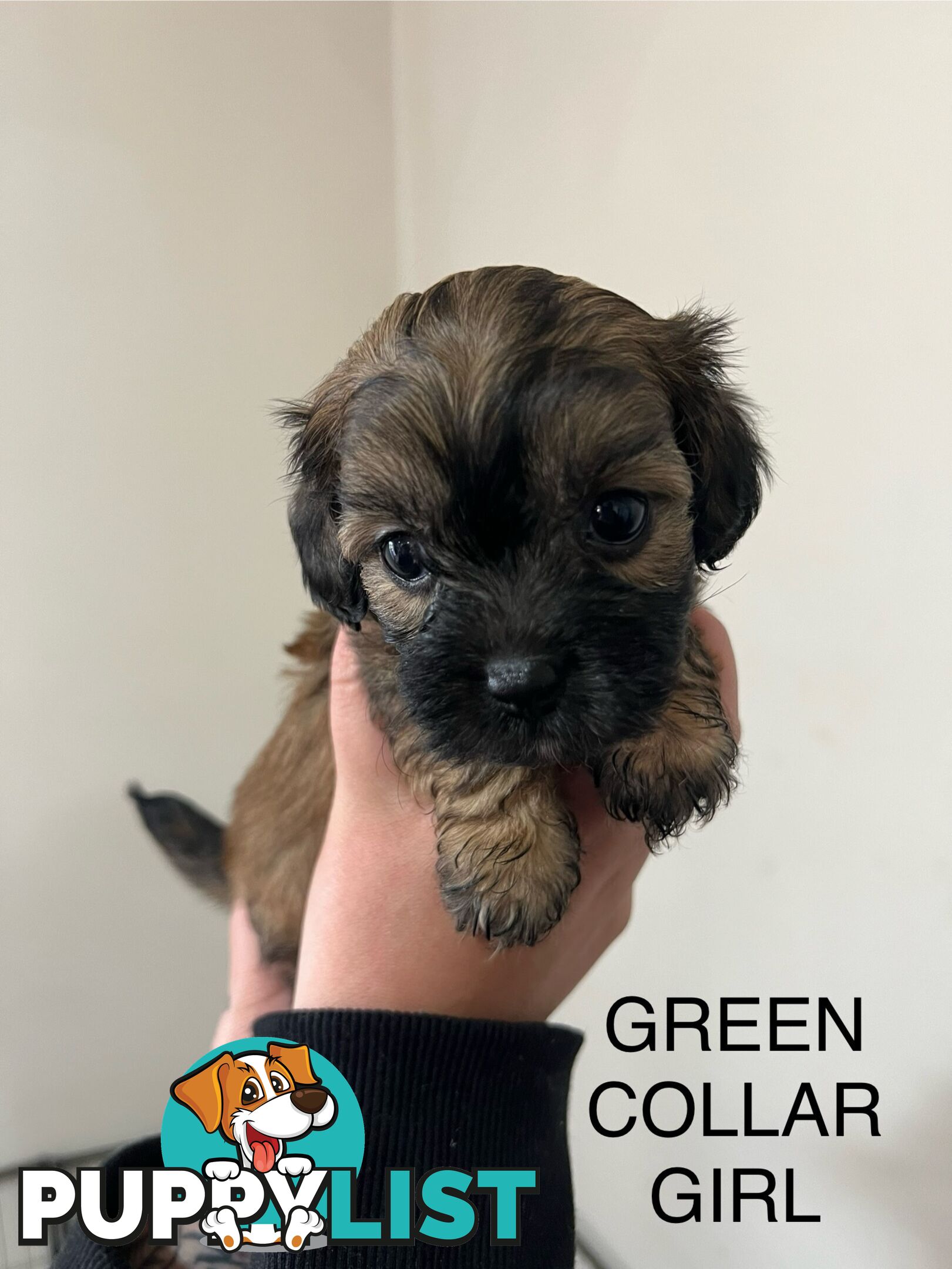 Cavoodle Cross Maltese Pups