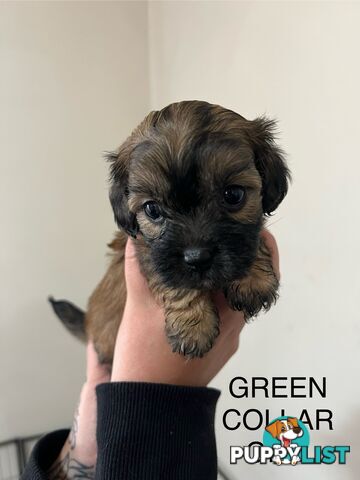 Cavoodle Cross Maltese Pups