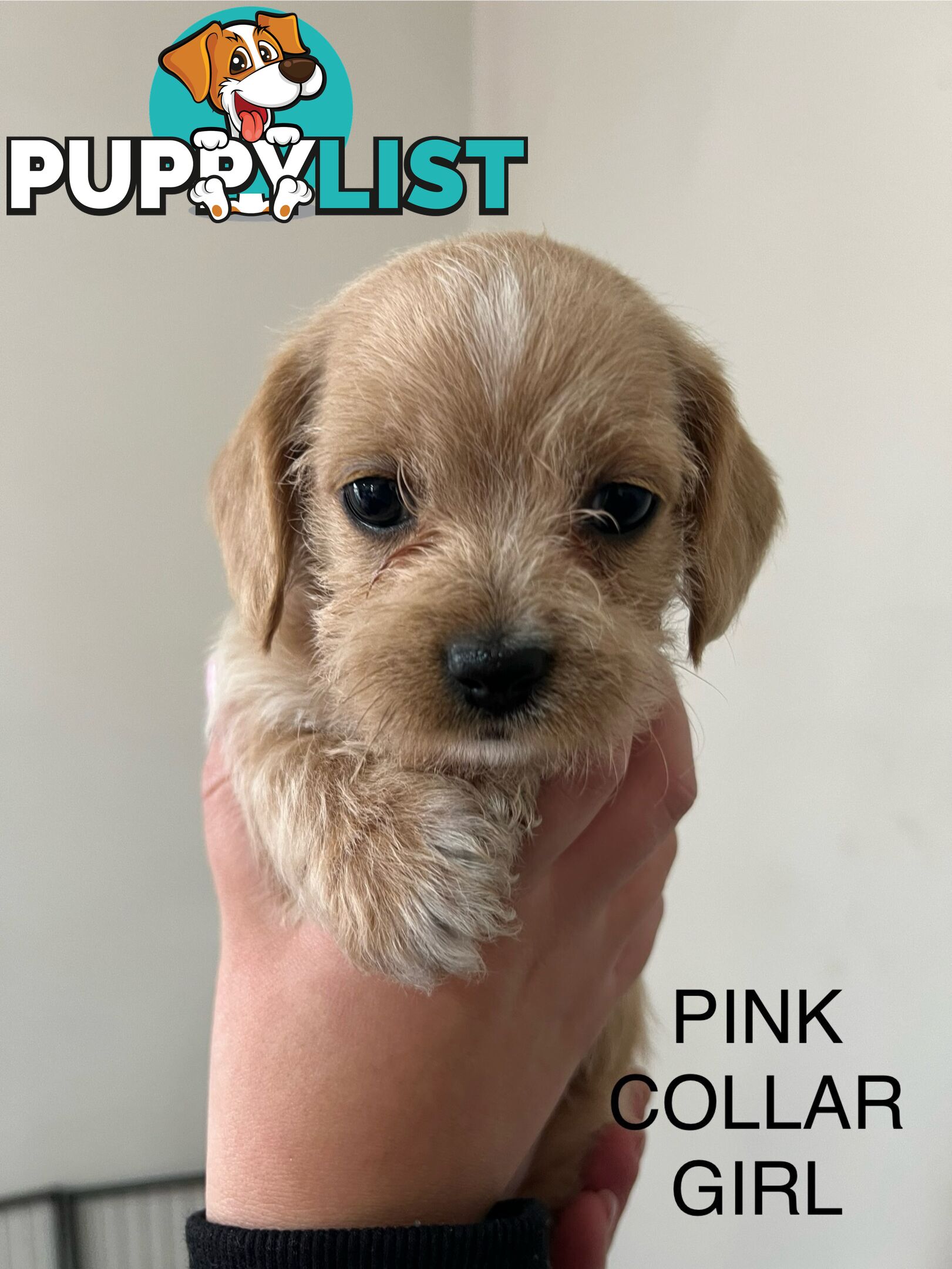 Cavoodle Cross Maltese Pups